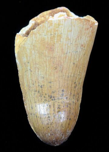 Cretaceous Fossil Crocodile Tooth - Morocco #50257